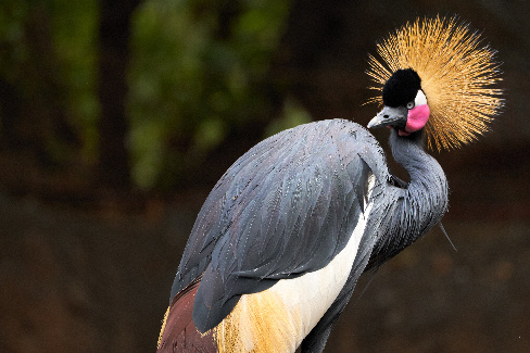 Crested Crane — National prestige, with the crowd in the tent.