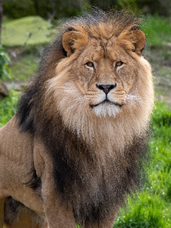 Lion — Lead a market conversation across all four stops.