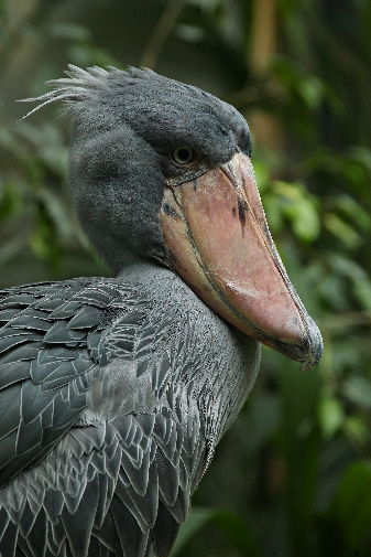 Shoebill — Turn festival footfall into product trials.