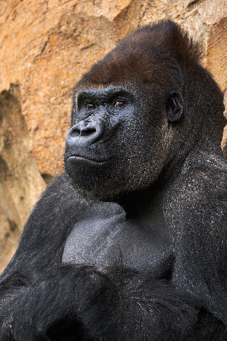 Silverback — The name above the national festival.