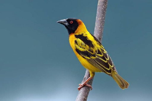 Weaverbird — A practical national entry point for growth-stage brands.